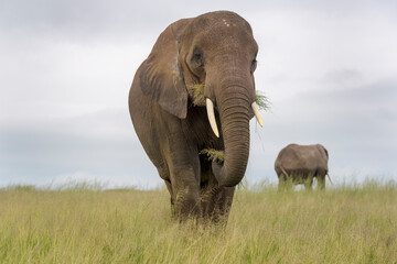 Fototapeta na wymiar African elephant (Loxodonta africana) standing on savanna, close, eating grass, Amboseli national park, Kenya.