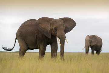 Fototapeta na wymiar African elephant (Loxodonta africana) standing on savanna with one in background, Amboseli national park, Kenya.