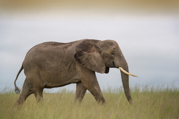 Fototapeta premium African elephant (Loxodonta africana) walking on savanna, Amboseli national park, Kenya.