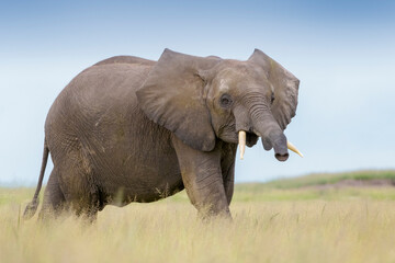 Fototapeta na wymiar African elephant (Loxodonta africana) juvenile, on savanna, playfull smelling to camera, Amboseli national park, Kenya.