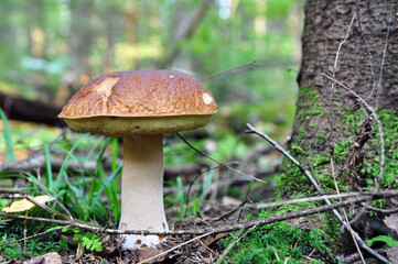 White mushroom in the forest. Mushroom season.