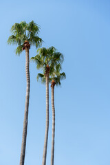 Palm trees against the blue sky