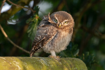 Little owl in evening sun with feathers ruffled and looking serious