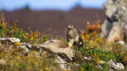 Common buzzard, buteo buteo, sitting on dead doe in autumn mountains with copy space. Feathered...