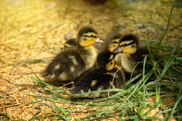 Baby Call Duck group on floor husk in a natural farming environment in the backyard.