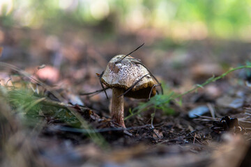 forest mushroom picking season, culture of studying and collecting fungi