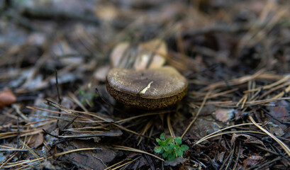 forest mushroom picking season, culture of studying and collecting fungi