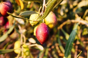 Olives of Manaki variety on olive tree branch in the outskirts of Athens in Attica, Greece.