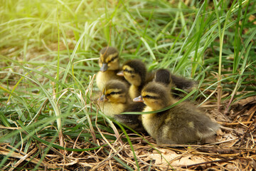 Baby Call Duck group in the grass at natural farming environment in the backyard.