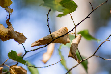 leaves on sky background