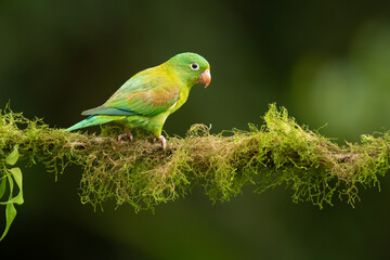 The orange-chinned parakeet (Brotogeris jugularis), also known as the Tovi parakeet, is a small mainly green parrot of the genus Brotogeris. Taken in Costa Rica