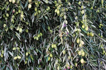 Olives of Manaki variety on olive tree branch in the outskirts of Athens in Attica, Greece.