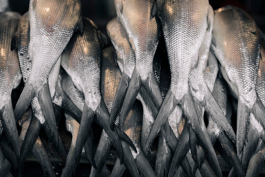 Fresh Milkfish ""Bangus"" at Fishmarket