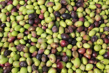 Harvested olives unloaded from truck to press hopper in olive oil mill in Attica, Greece.