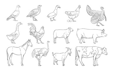 vector illustration of farm animal isolated on white background.
