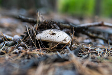 culture of studying and collecting fungi