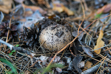 picking mushrooms in the forest close-up