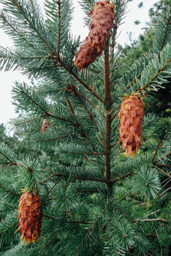 Evergreen Pine Cone