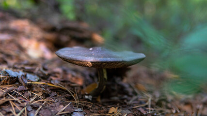 forest mushroom picking season, culture of studying and collecting fungi