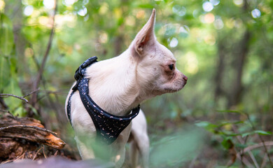 .walk with a white chihuahua dog in the forest. Dog health and active lifestyle