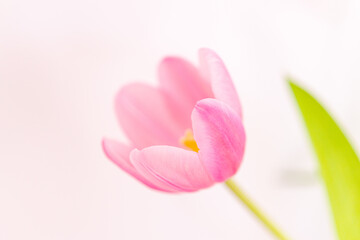 Detail of tulip petals on white background. Selective focus.