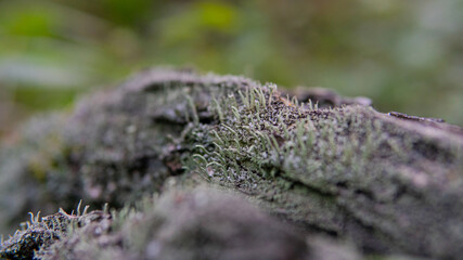 .forest substrates for mushroom germination. Fungi and their habitat and development