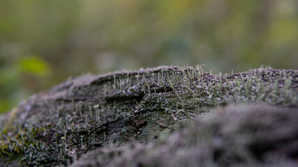 .forest substrates for mushroom germination. Fungi and their habitat and development