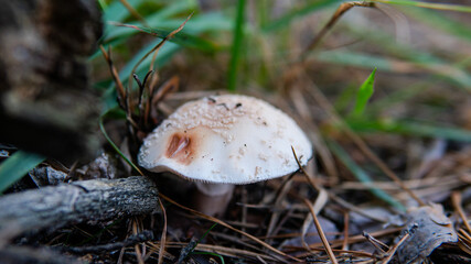 forest mushroom picking season, culture of studying and collecting fungi