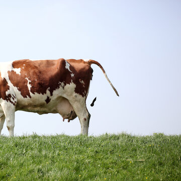 The manure surplus problem