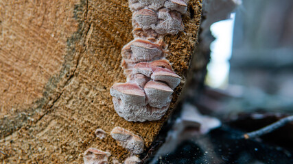 forest mushroom picking season, culture of studying and collecting fungi