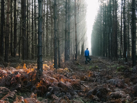 Young male walking his dog through mist in a Pine Forest. Thetfo