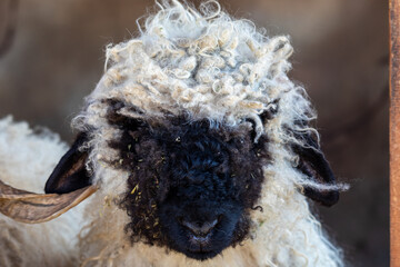 Valais Blacknose Sheep. Close Up Of Shaggy Ram.