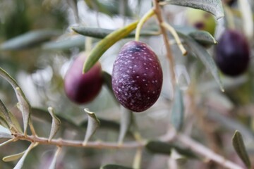 Olives of Manaki variety on olive tree branch in the outskirts of Athens in Attica, Greece.