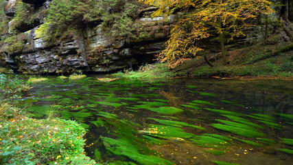 Riverbed with green algae in water, Czech Switzerland, Bohemian Switzerland National Park Czechia 