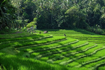 rice terraces in island