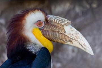Closeup portrait of a Great hornbill. Male Plain-Pouched Hornbill.