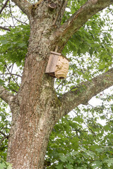 hornets' nest build around birds nestbox