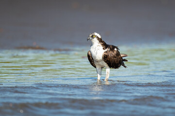 The osprey or more specifically the western osprey (Pandion haliaetus) — also called sea hawk, river hawk, and fish hawk — is a diurnal, fish-eating bird of prey with a cosmopolitan range.