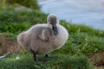 baby swan cygnets chicks on river.