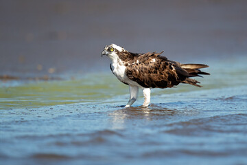 The osprey or more specifically the western osprey (Pandion haliaetus) — also called sea hawk, river hawk, and fish hawk — is a diurnal, fish-eating bird of prey with a cosmopolitan range.