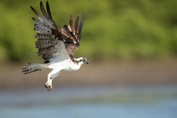 The osprey or more specifically the western osprey (Pandion haliaetus) — also called sea hawk,...