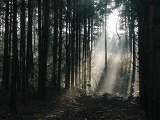 Sunlight through mist in a Pine Forest. Thetford Forest, Norfolk