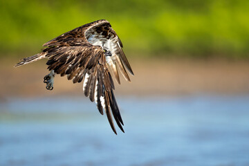 The osprey or more specifically the western osprey (Pandion haliaetus) — also called sea hawk, river hawk, and fish hawk — is a diurnal, fish-eating bird of prey with a cosmopolitan range.