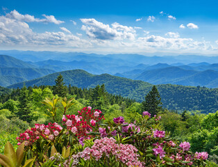 Panele Szklane  Piękne kwiaty kwitnące w górach. Zielone wzgórza, łąki i niebo w tle. Letni krajobraz górski. W pobliżu Asheville, Blue Ridge Mountains, Karolina Północna, USA.