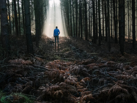 Young male walking his dog through mist in a Pine Forest. Thetfo