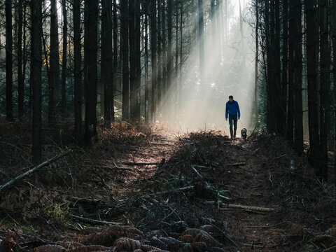Young male walking his dog through mist in a Pine Forest. Thetfo