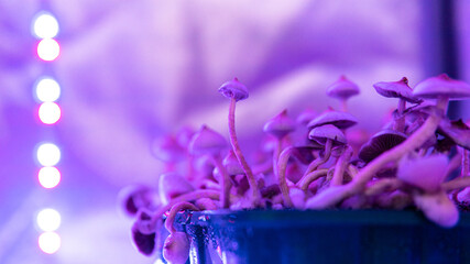 .cultivation of psilocybin mushrooms, culture of consumption of magic mushrooms. Psilocybin fungi © contentdealer