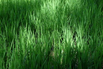 green grass background
