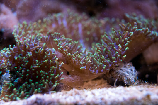 colorful ricordea yuma in reef aquarium