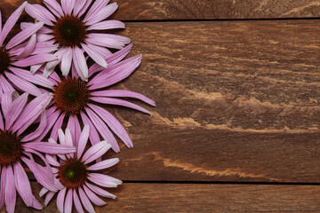 Pink echinacea flowers, chamomile on a brown wooden background with an empty space for text, copy space, flat lay, top view, greeting card concept, cover, rustic style, medicinal herbs